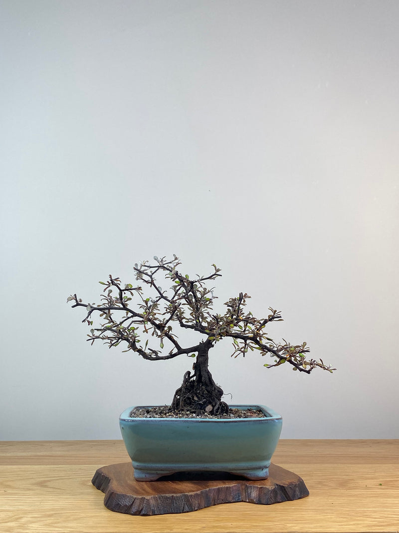 COROKIA - NZ NATIVE (CK201220)