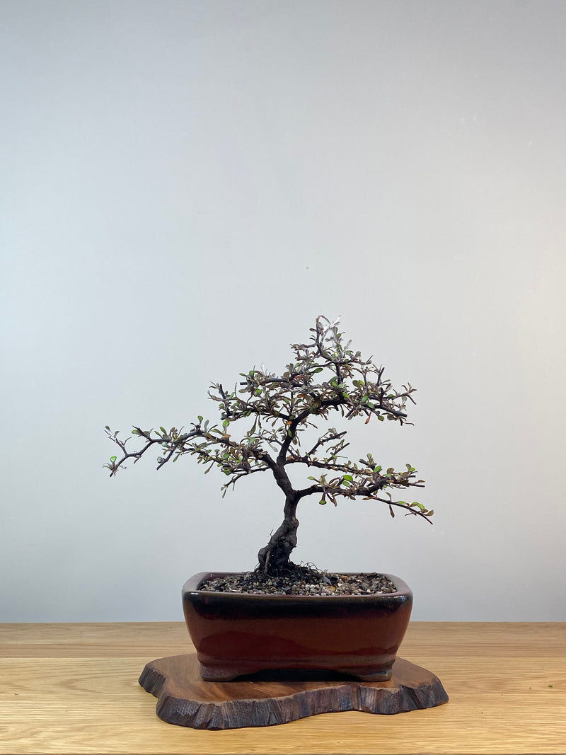 COROKIA - NZ NATIVE (CK201221)