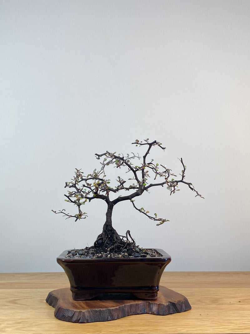 COROKIA - NZ NATIVE (CK201222)