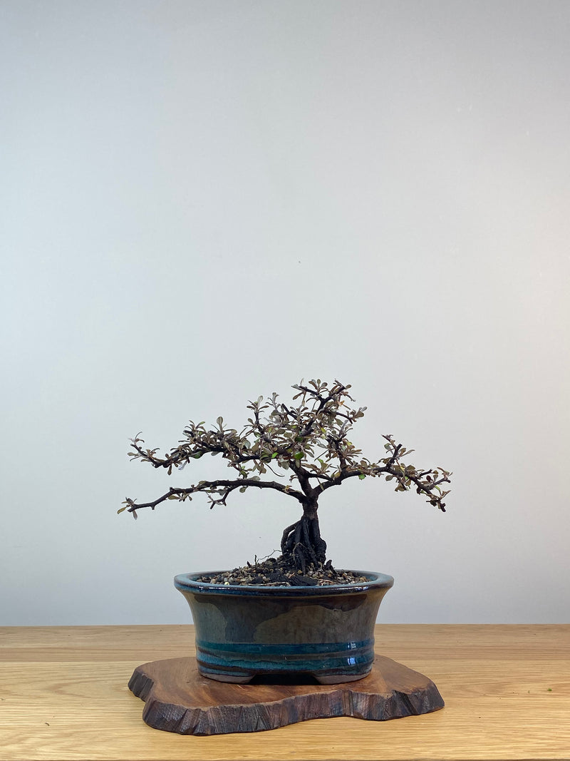 COROKIA - NZ NATIVE (CK201223)