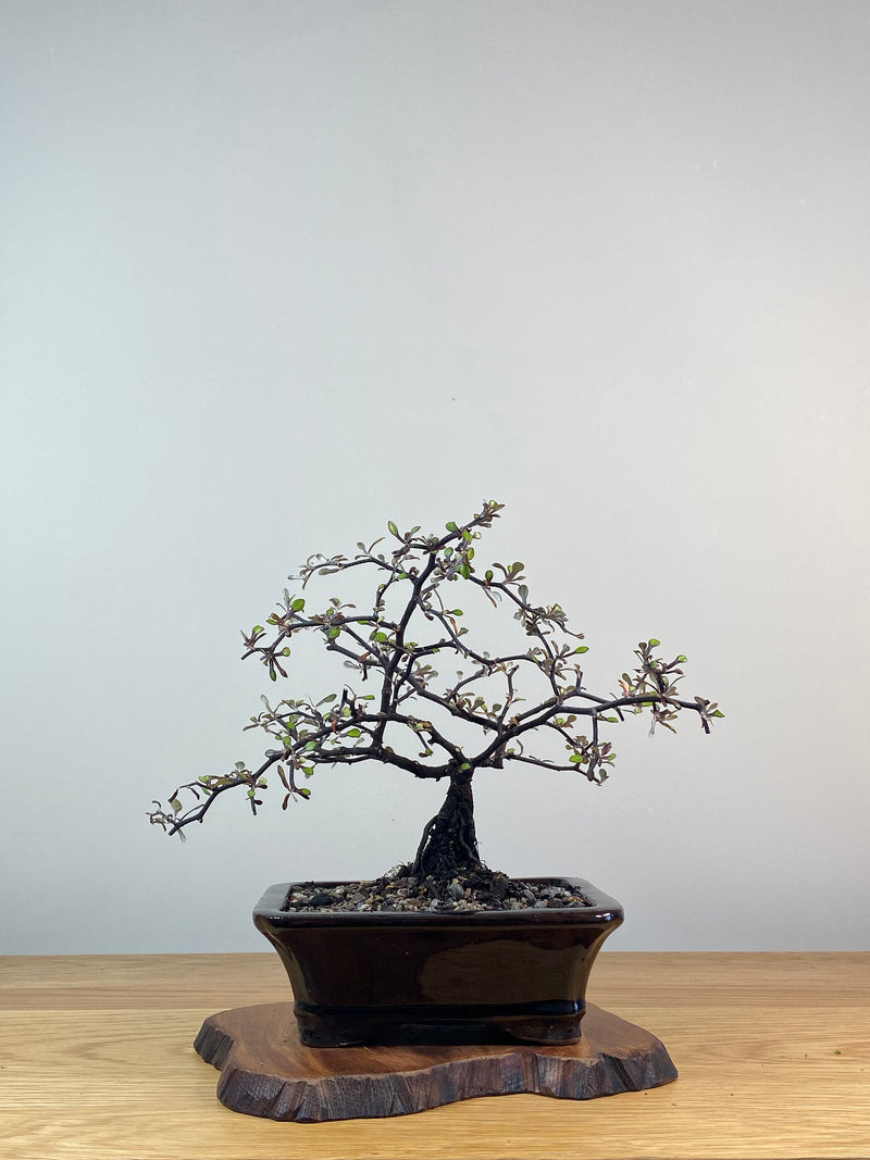 COROKIA - NZ NATIVE (CK201224)