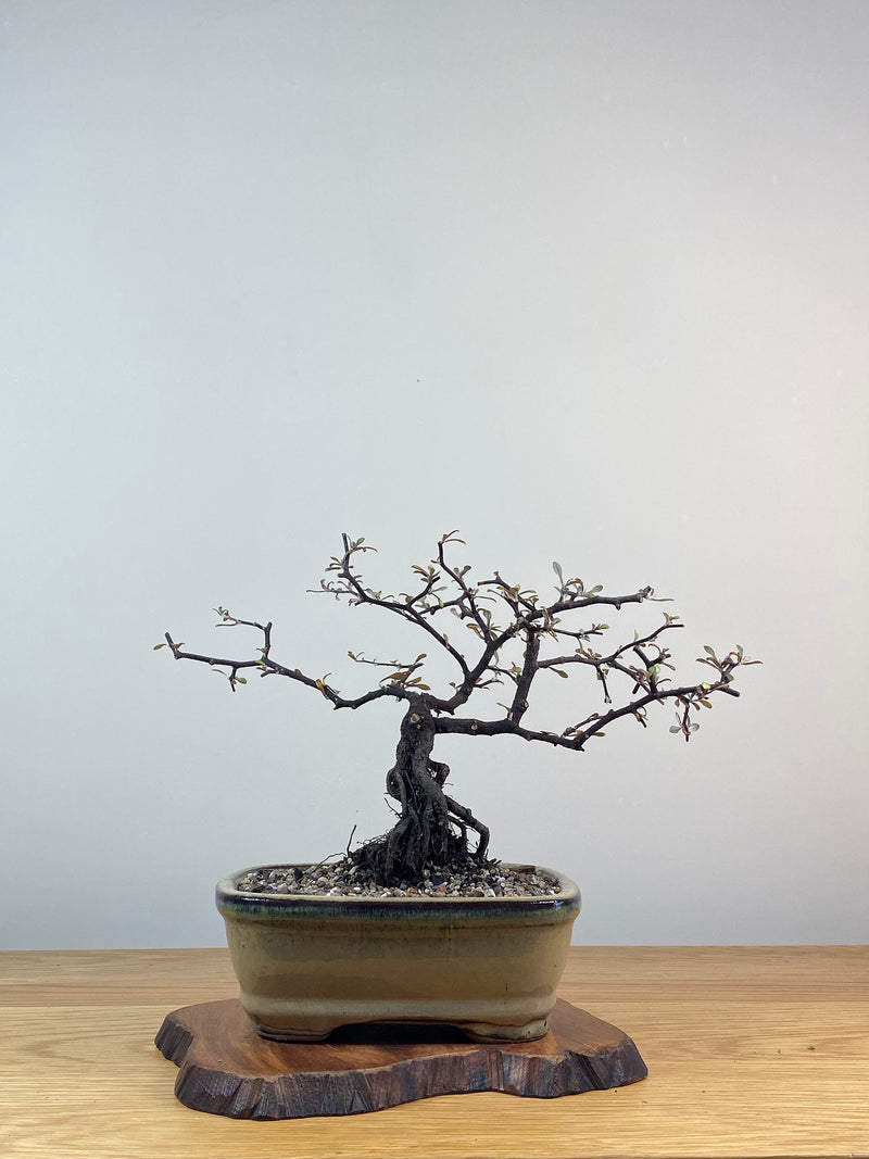 COROKIA - NZ NATIVE (CK201225)