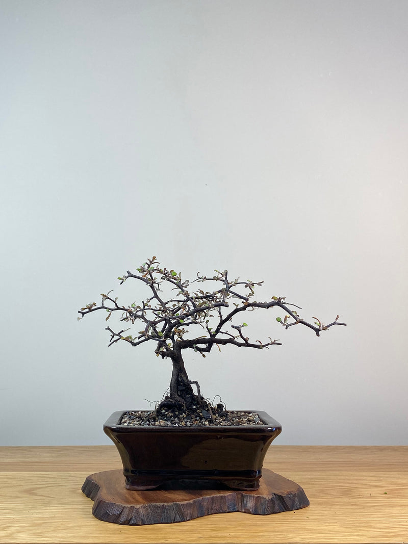 COROKIA - NZ NATIVE (CK201226)