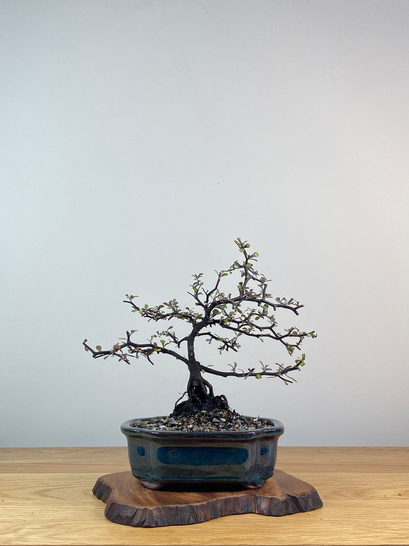 COROKIA - NZ NATIVE (CK201227)