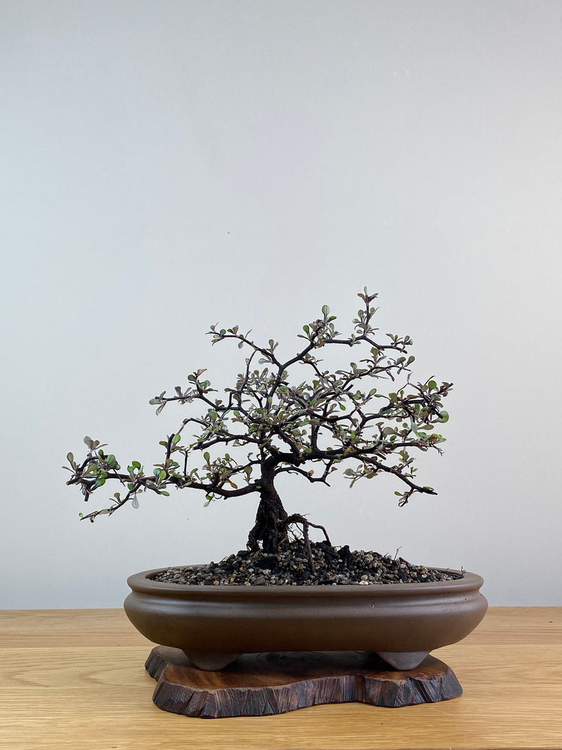 COROKIA - NZ NATIVE (CK2101001)