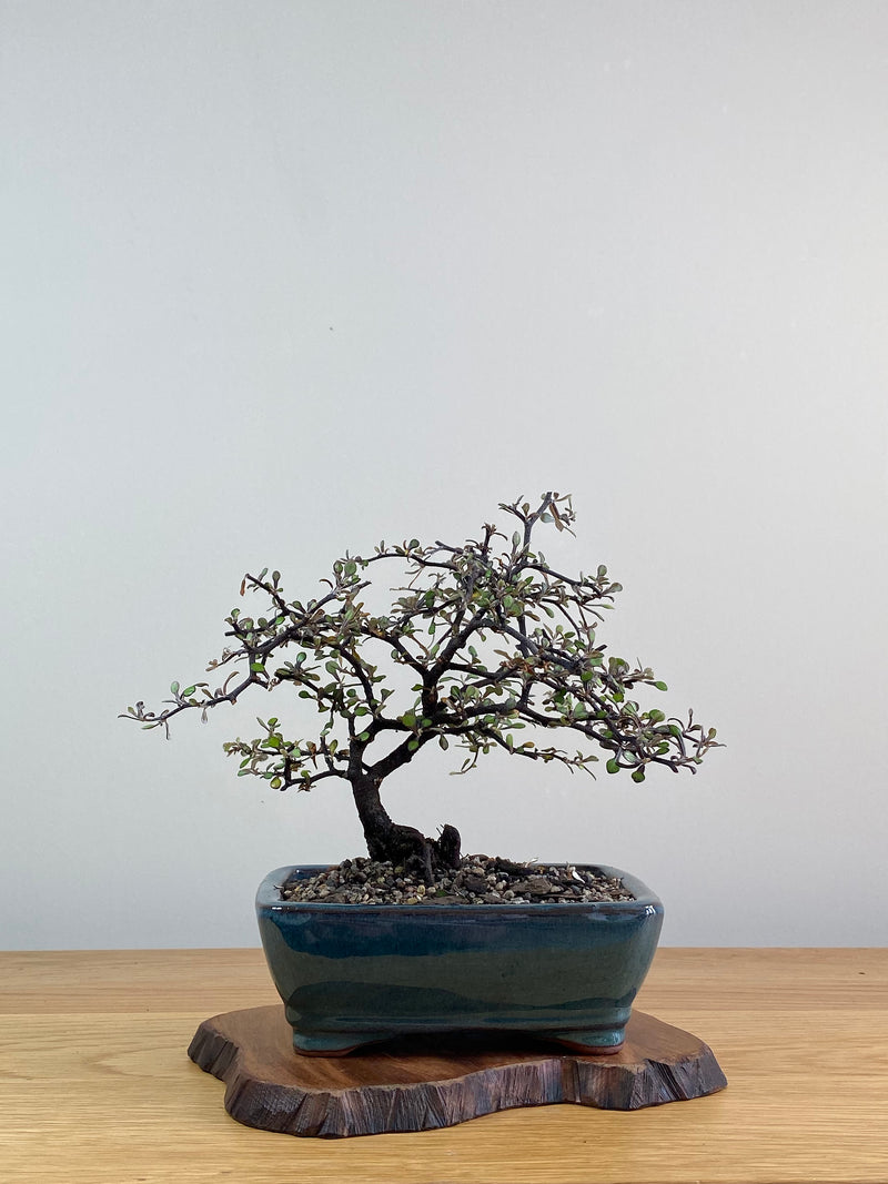 COROKIA - NZ NATIVE (CK2101002)