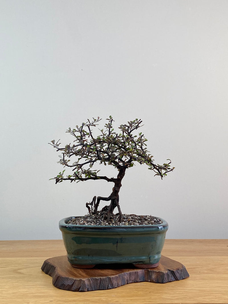 COROKIA - NZ NATIVE (CK2101004)
