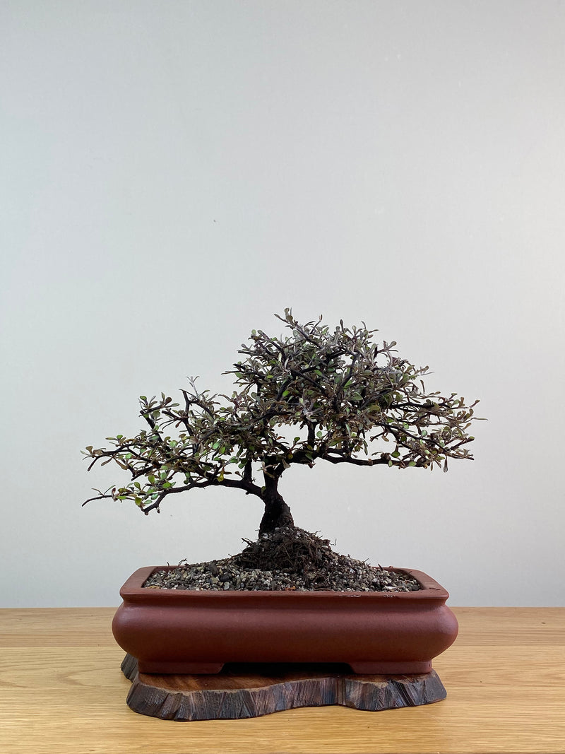 COROKIA - NZ NATIVE (CK2101006)