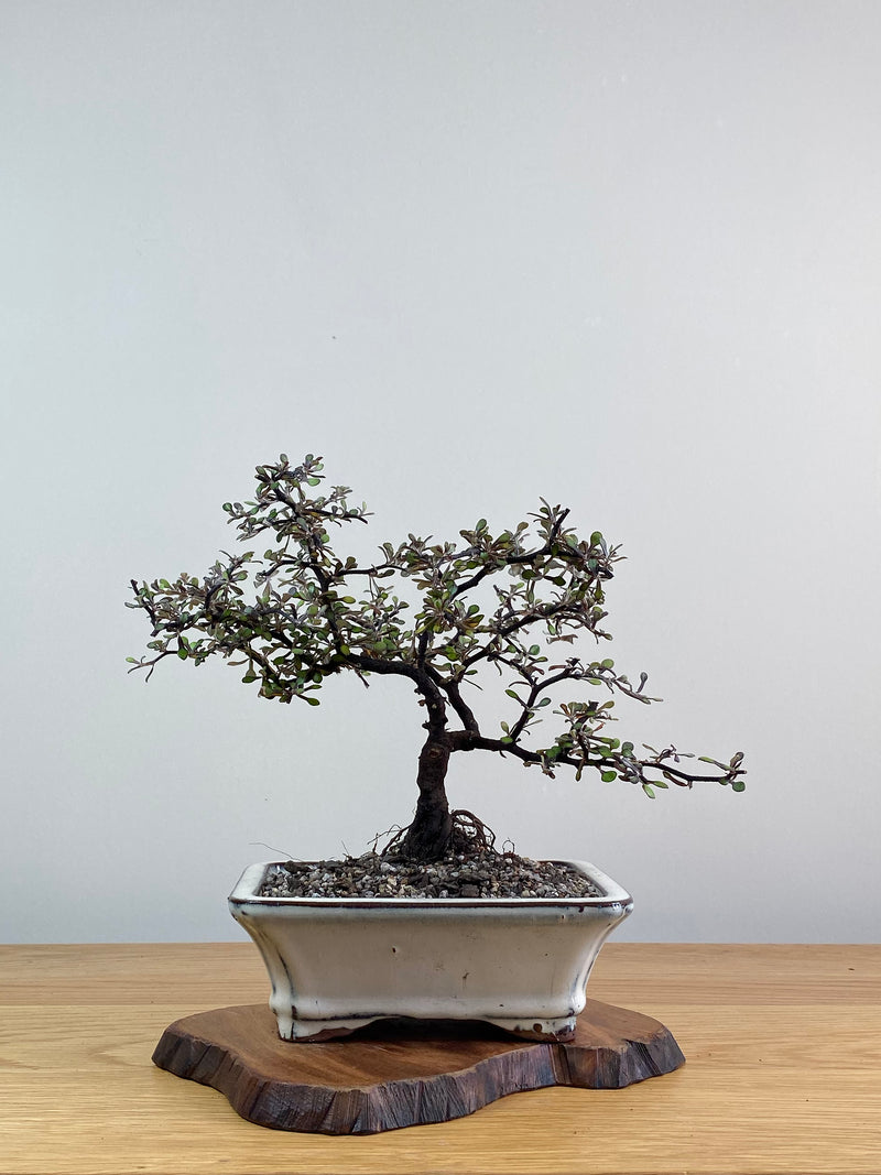 COROKIA - NZ NATIVE (CK2101009)