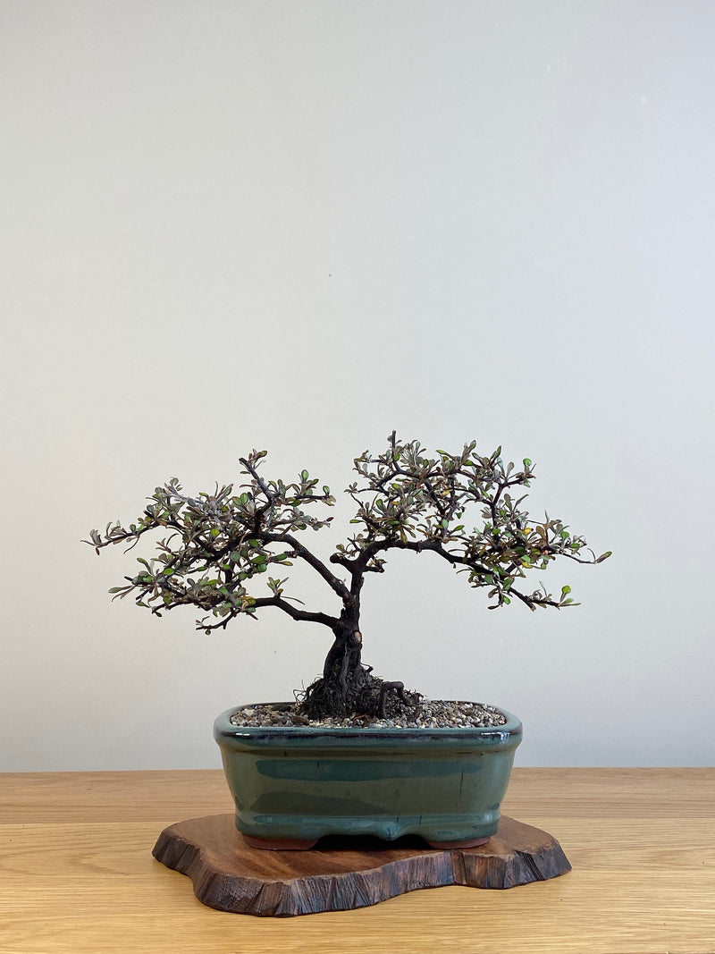 COROKIA - NZ NATIVE (CK2101020)