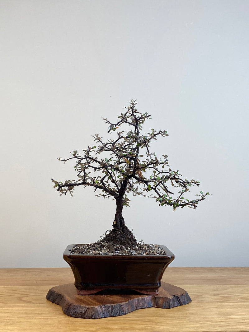 COROKIA - NZ NATIVE (CK2101022)