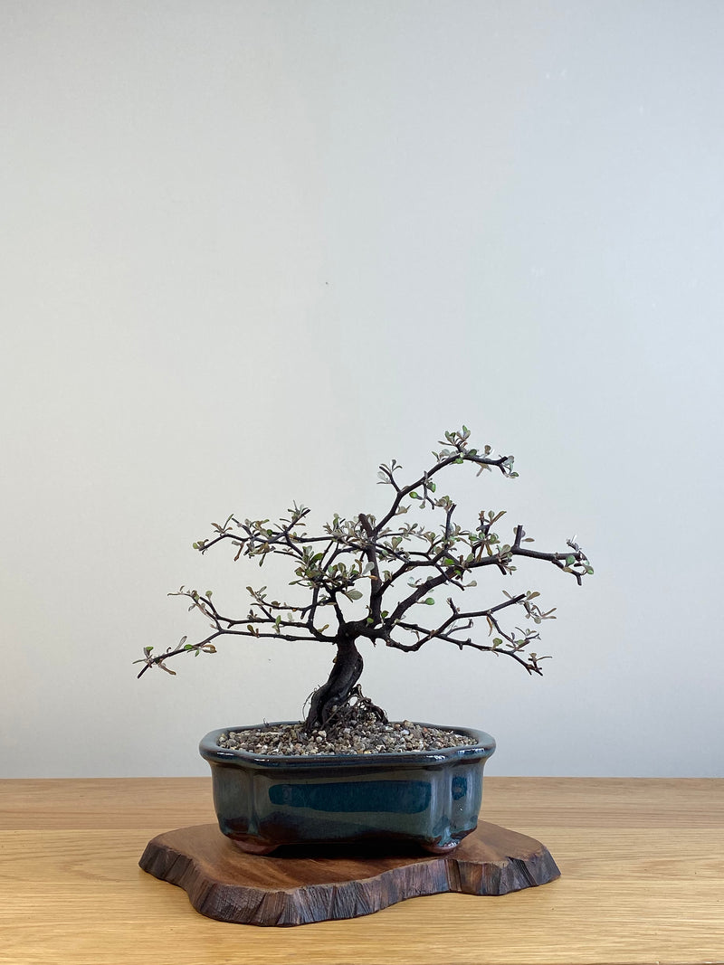 COROKIA - NZ NATIVE (CK2101023)