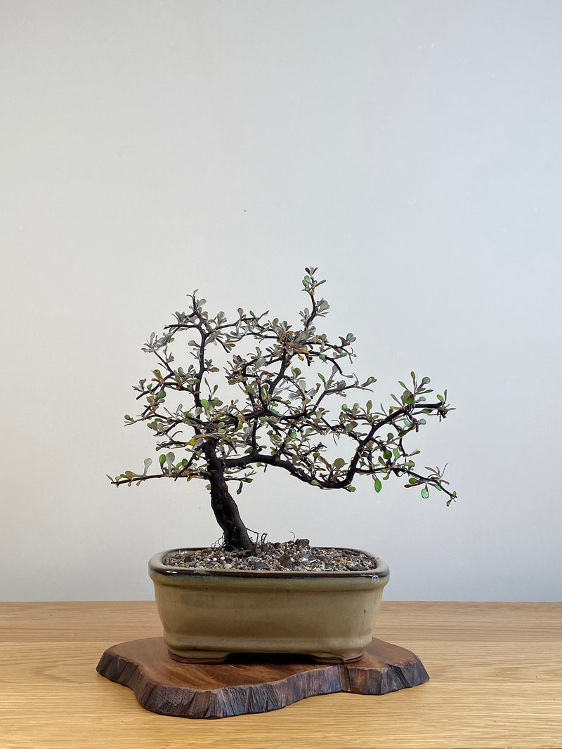 COROKIA - NZ NATIVE (CK2101024)