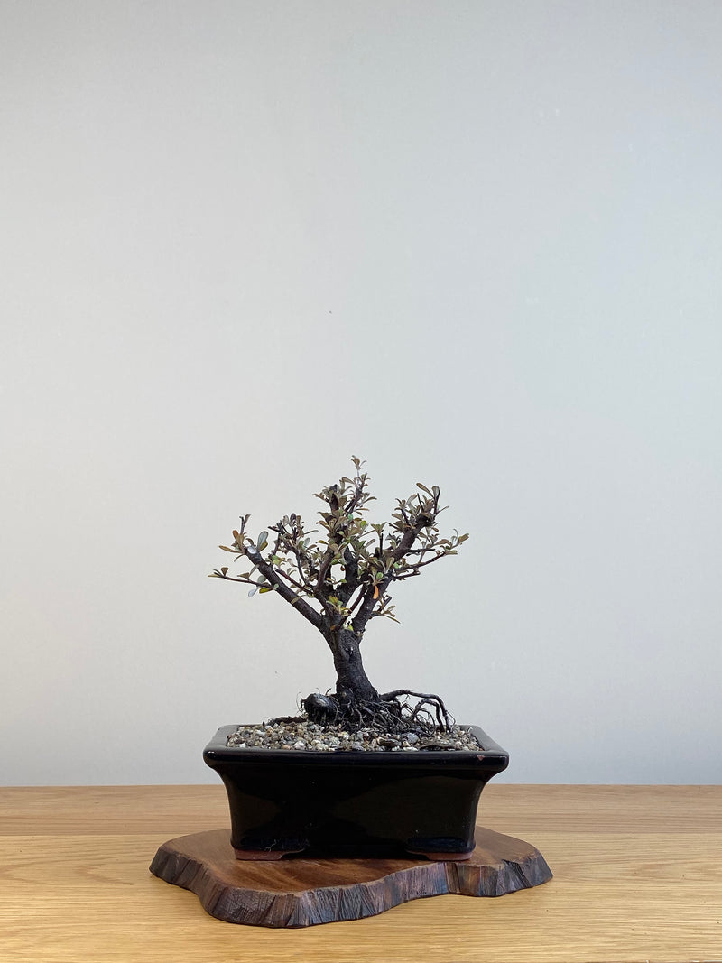 COROKIA - NZ NATIVE (CK2101026)