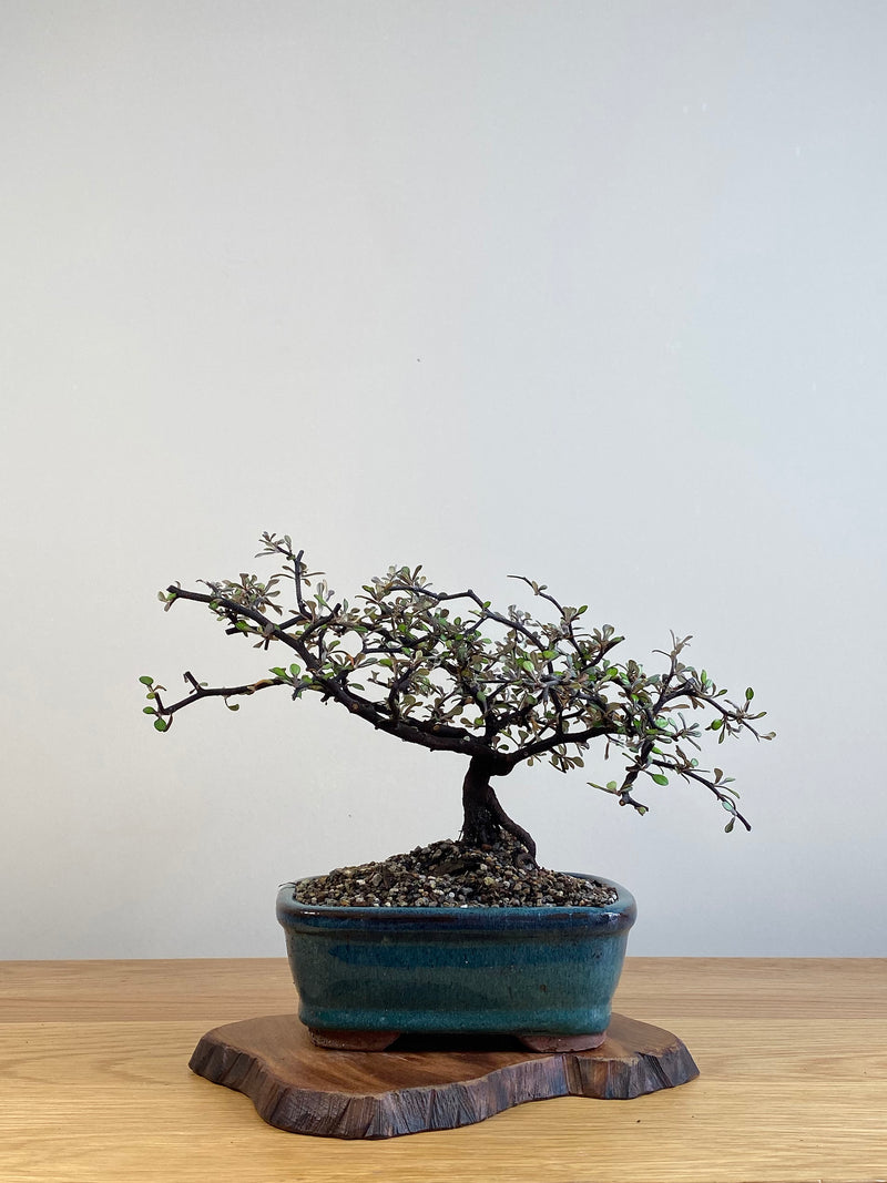 COROKIA - NZ NATIVE (CK2101027)