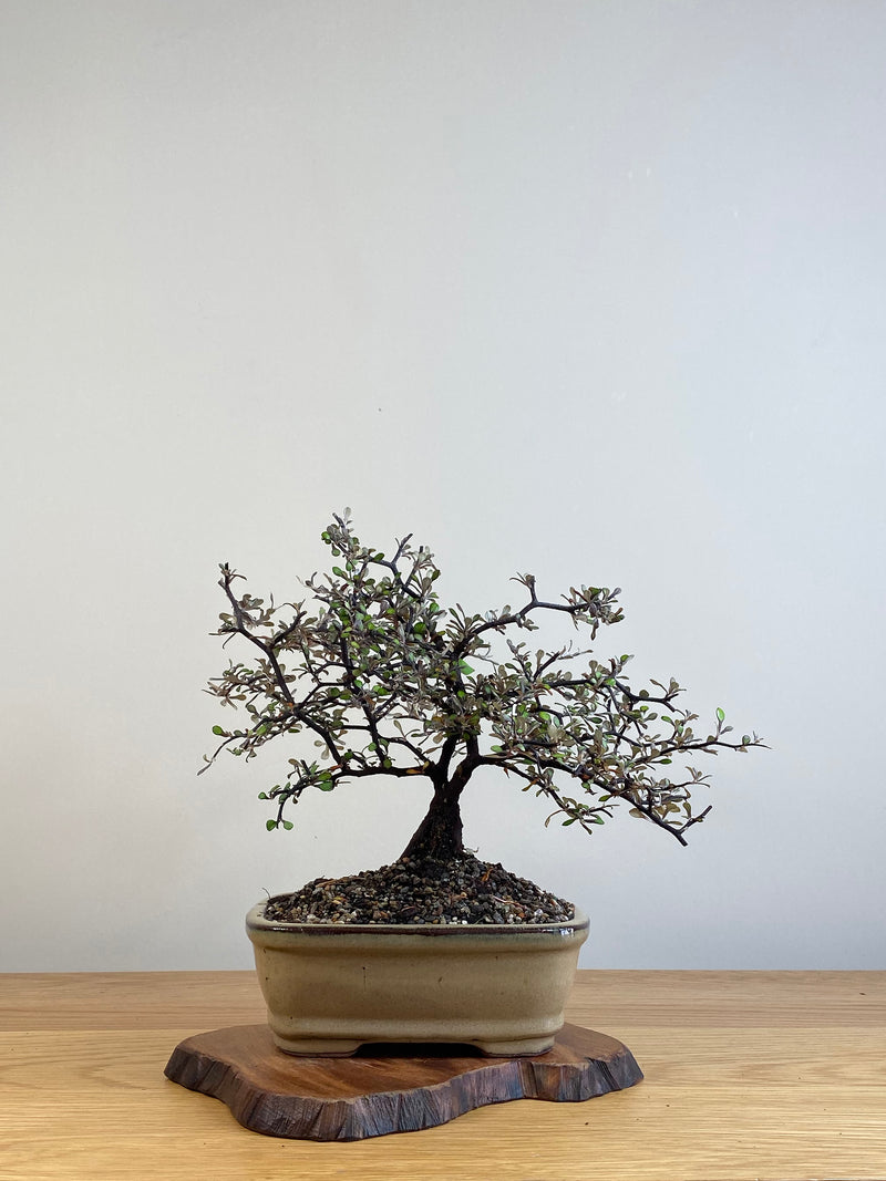 COROKIA - NZ NATIVE (CK2101029)