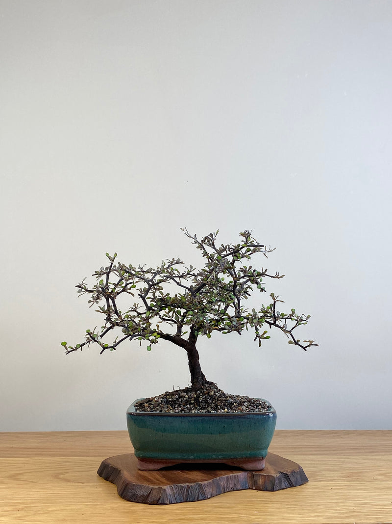 COROKIA - NZ NATIVE (CK2101031)