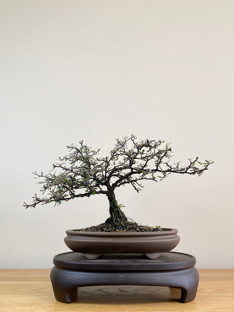 COROKIA - NZ NATIVE (CK2103002)