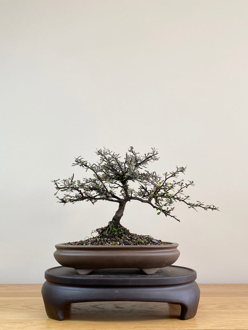 COROKIA - NZ NATIVE (CK2103003)