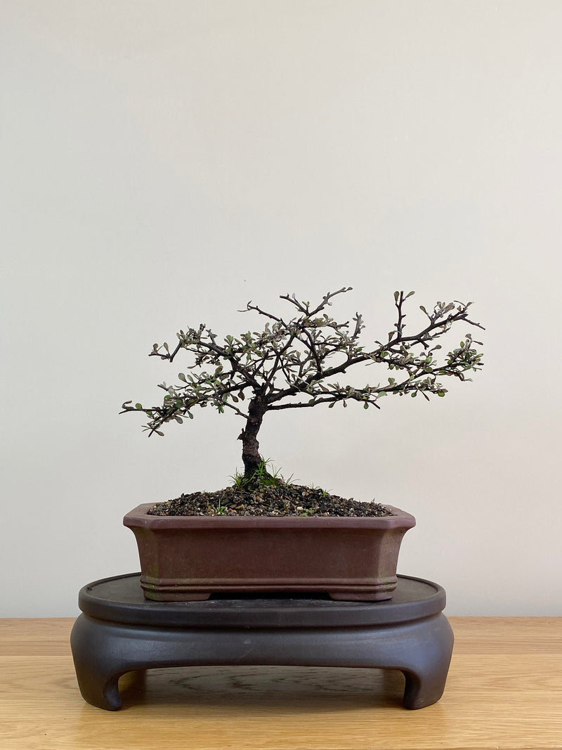 COROKIA - NZ NATIVE (CK2103006)