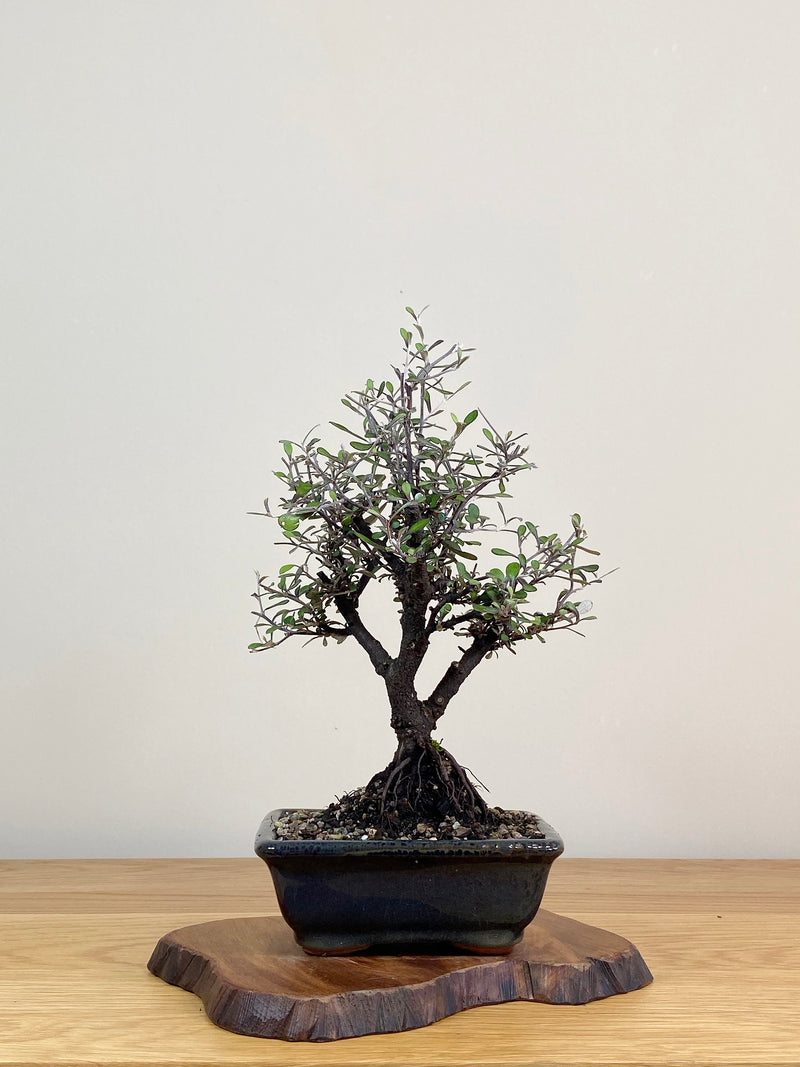 COROKIA - NZ NATIVE (CK2104002)