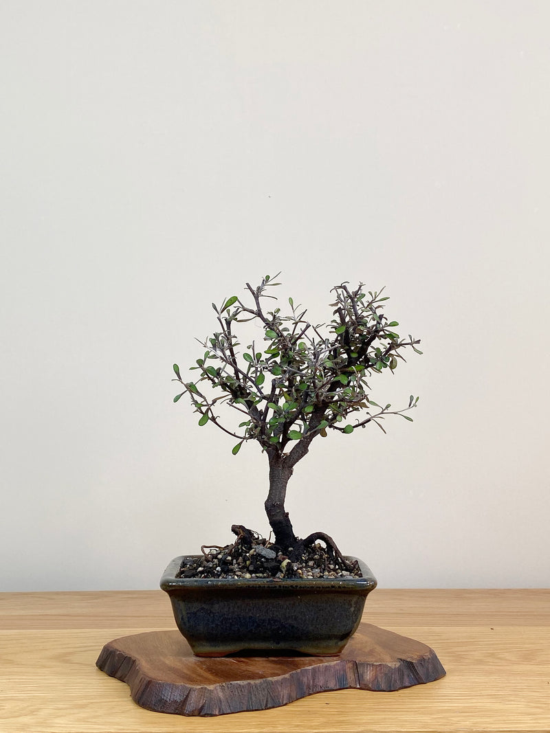 COROKIA - NZ NATIVE (CK2104003)