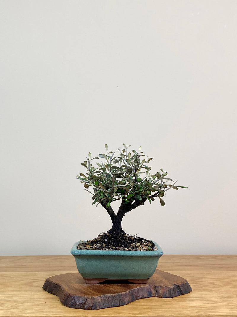 COROKIA - NZ NATIVE (CK2104005)