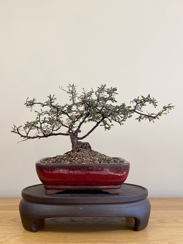 NZ Bonsai Corokia (NZ Native Bonsai) New Zealand Bonsai shop