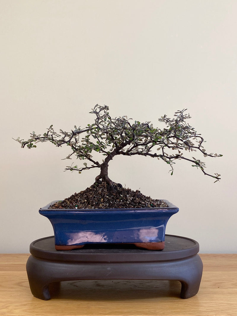 COROKIA - NZ NATIVE (CK2104022)