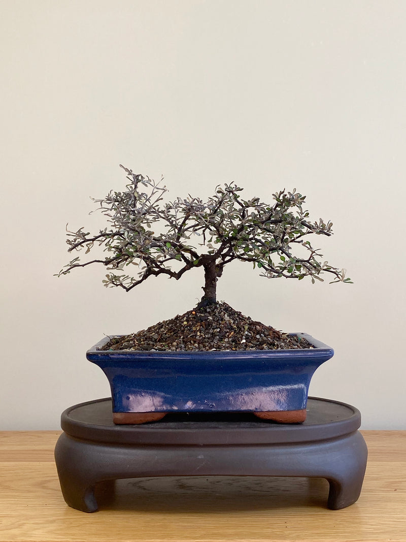 COROKIA - NZ NATIVE (CK2104023)