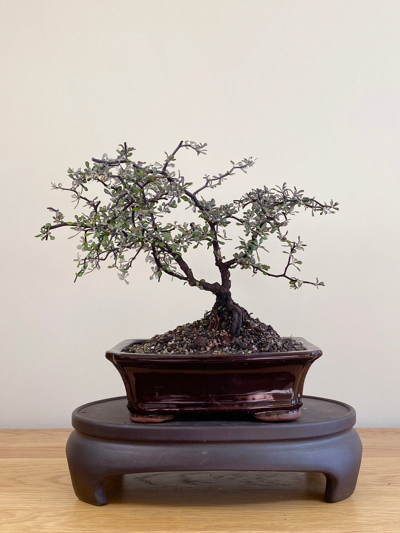 COROKIA - NZ NATIVE (CK2104025)