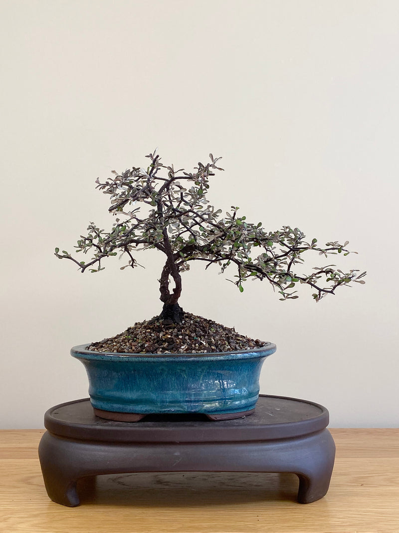 COROKIA - NZ NATIVE (CK2104026)