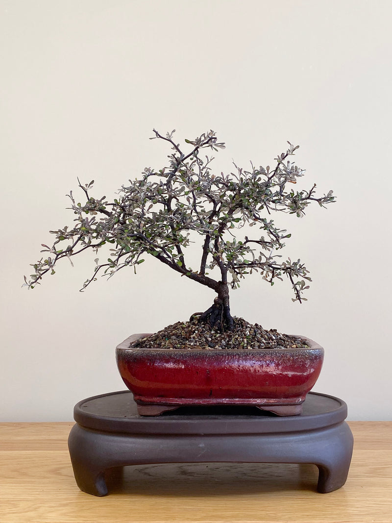 COROKIA - NZ NATIVE (CK2104027)