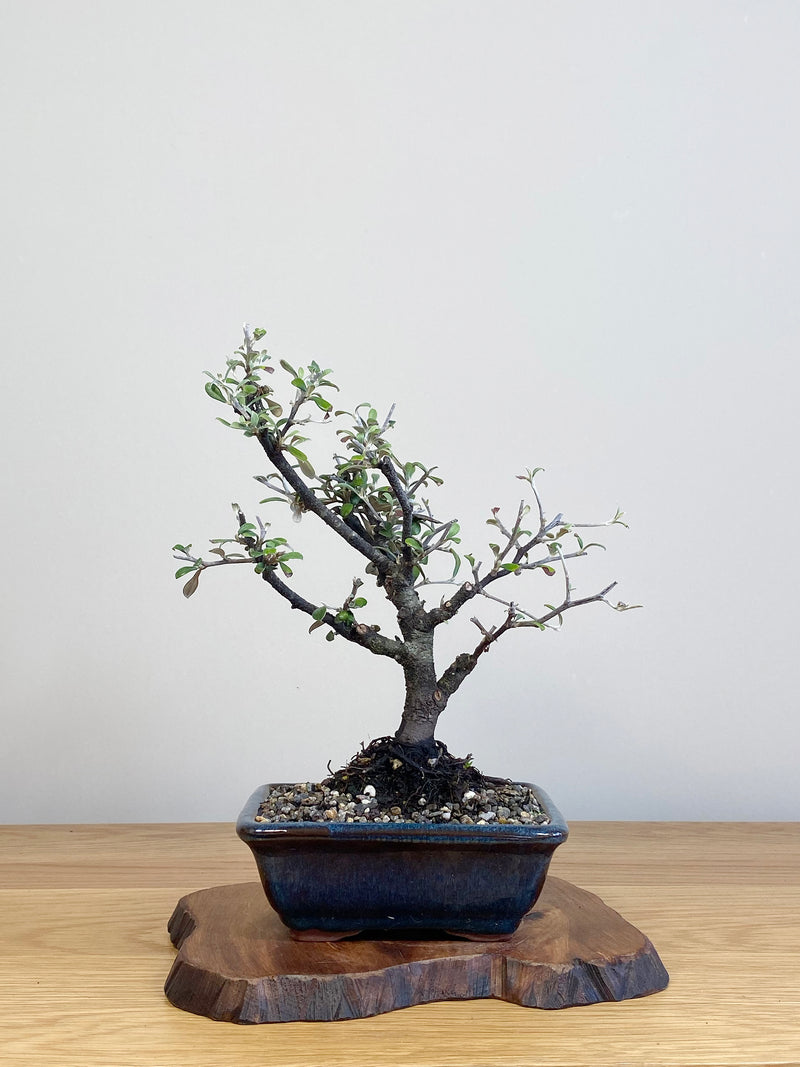 COROKIA - NZ NATIVE (CK2104028)