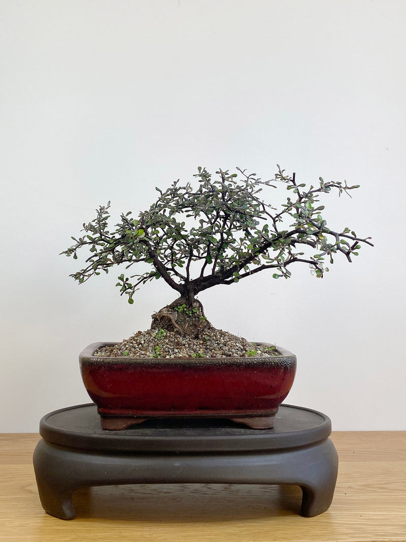 COROKIA - NZ NATIVE (CK2105001)