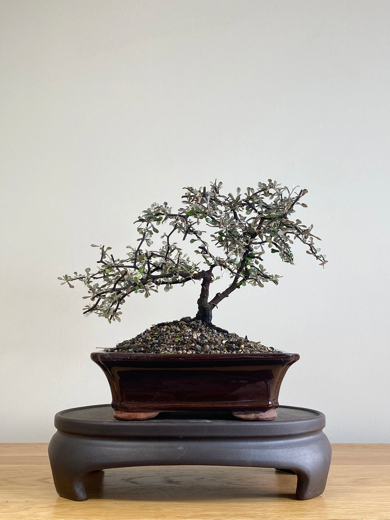 COROKIA - NZ NATIVE (CK2106001)