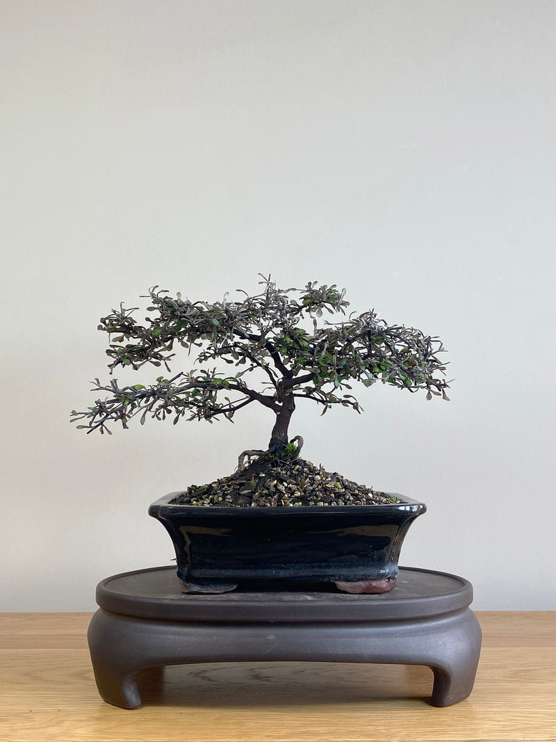 COROKIA - NZ NATIVE (CK2106002)