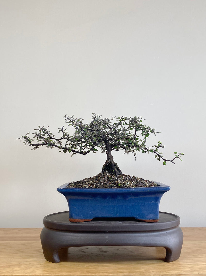 COROKIA - NZ NATIVE (CK2106005)