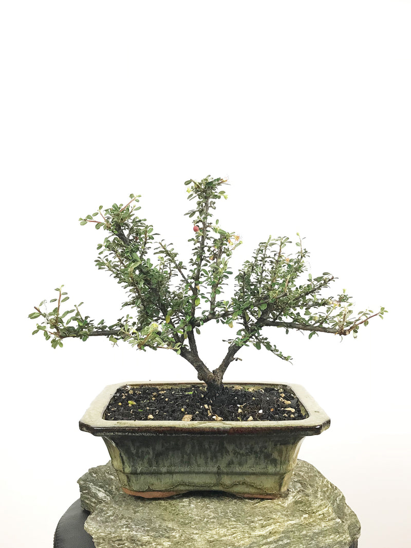 COTONEASTER (18004008) - MiniGardens NZ