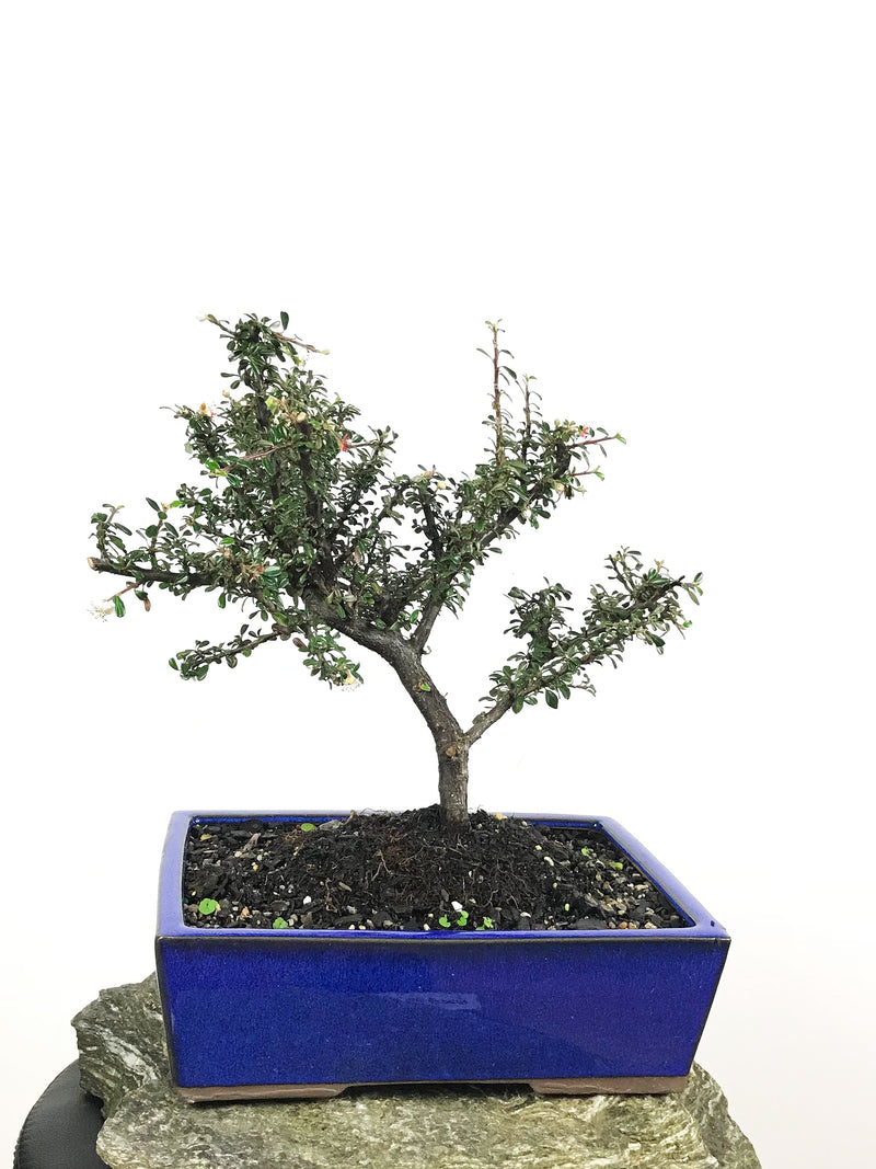 COTONEASTER (18004009) - MiniGardens NZ