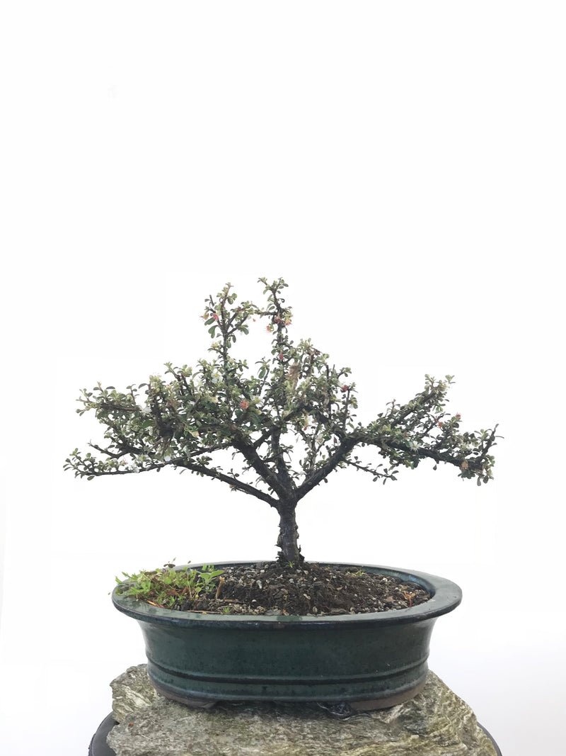 COTONEASTER (CON1808010) - MiniGardens NZ