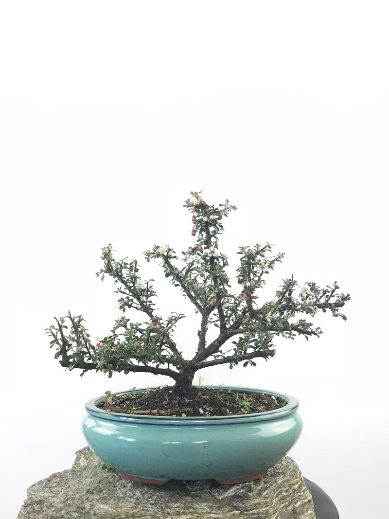 COTONEASTER (CON1808011) - MiniGardens NZ