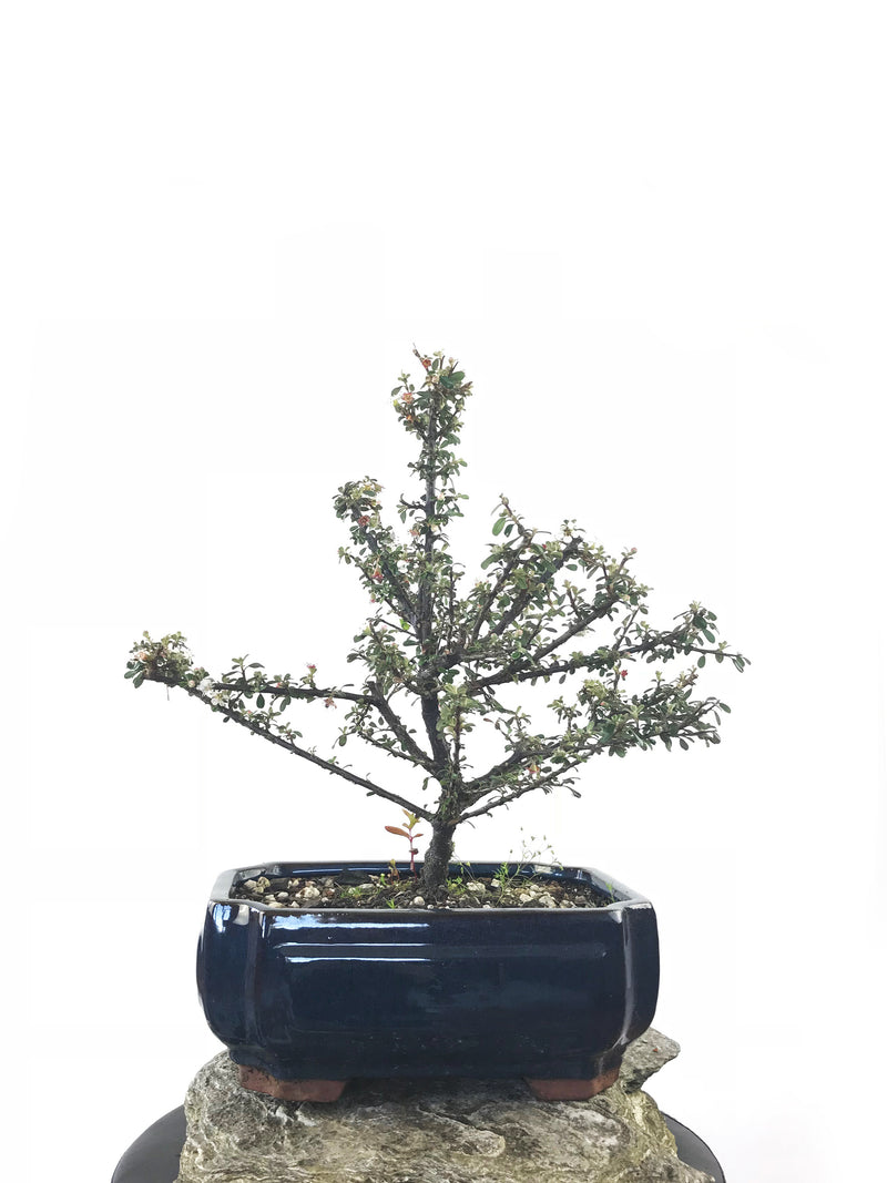 COTONEASTER (CON1808012) - MiniGardens NZ