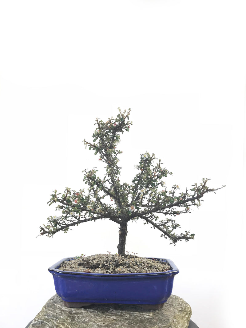 COTONEASTER (CON1808014) - MiniGardens NZ