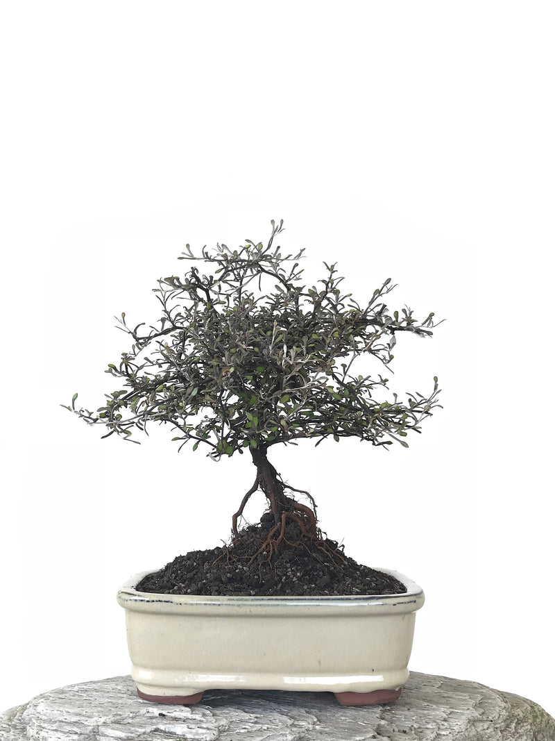 COROKIA - NZ NATIVE (COR1810001) - MiniGardens NZ