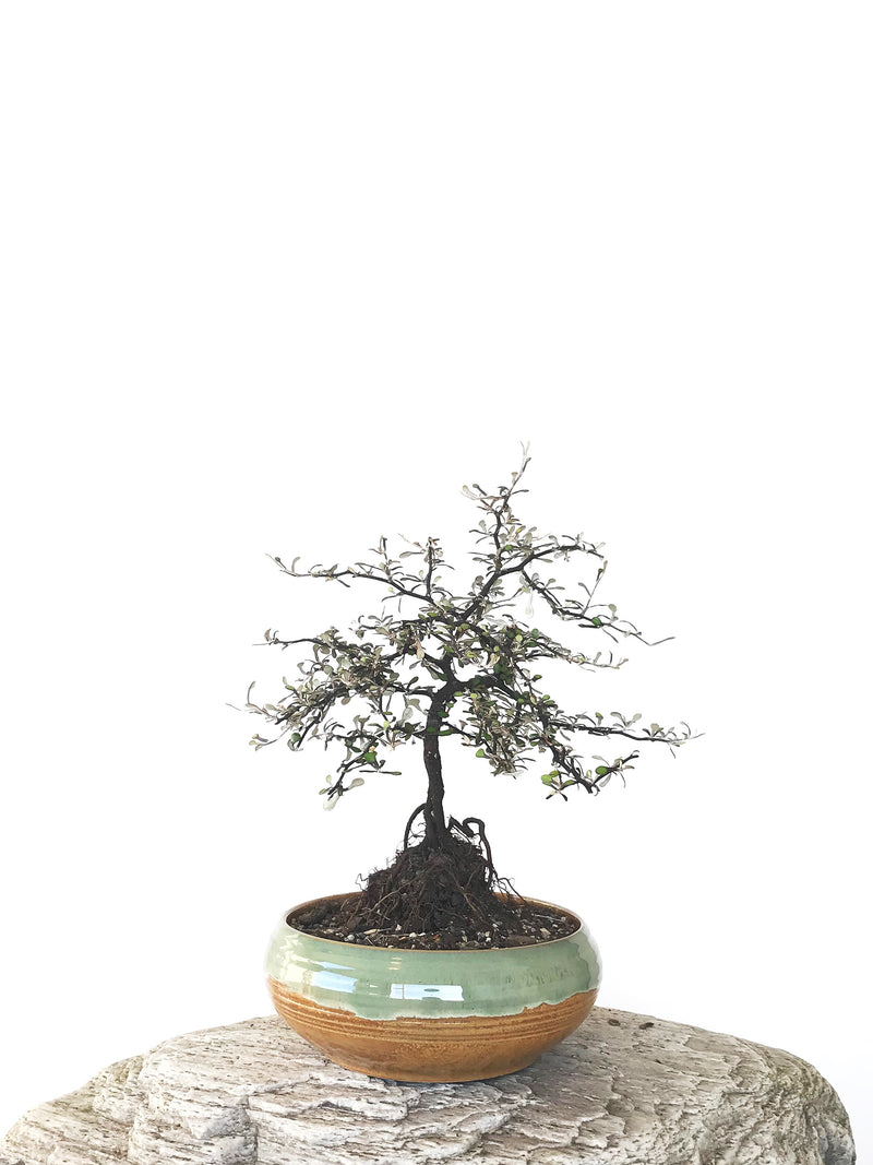 COROKIA - NZ NATIVE (COR1810002) - MiniGardens NZ