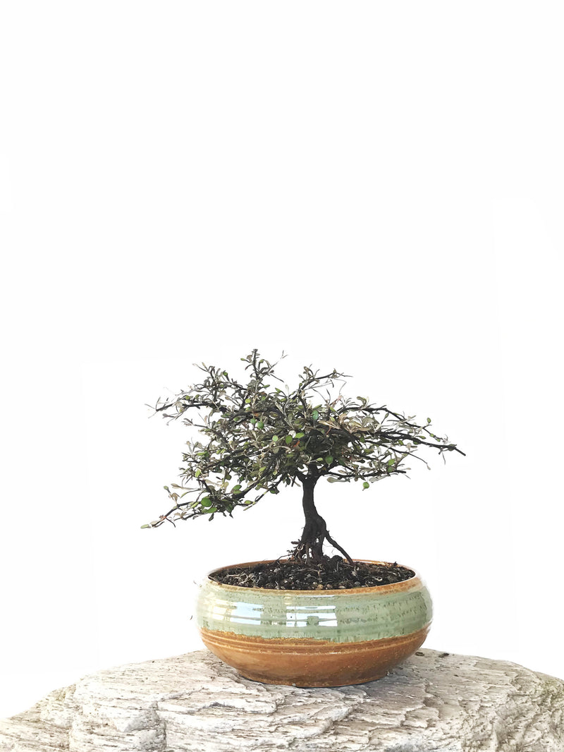 COROKIA - NZ NATIVE (COR1810003) - MiniGardens NZ