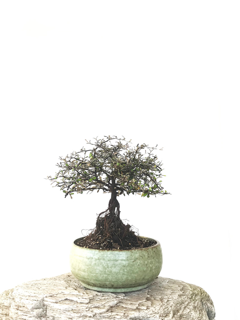 COROKIA - NZ NATIVE (COR1810004) - MiniGardens NZ