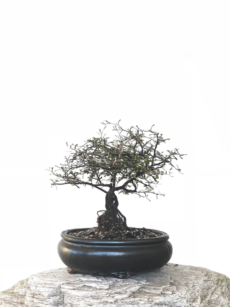 COROKIA - NZ NATIVE (COR1810005) - MiniGardens NZ