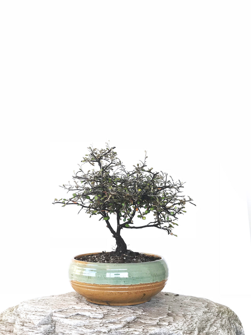 COROKIA - NZ NATIVE (COR1810006) - MiniGardens NZ